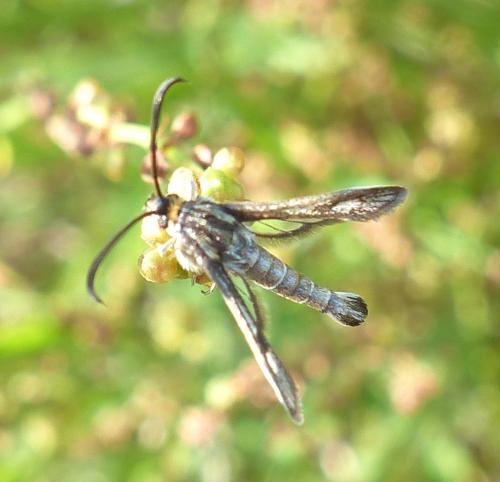 Pyropteron meriaeformis