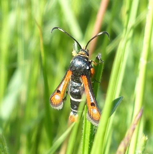 Réf. 206 213 : Pyropteron chrysidiformis