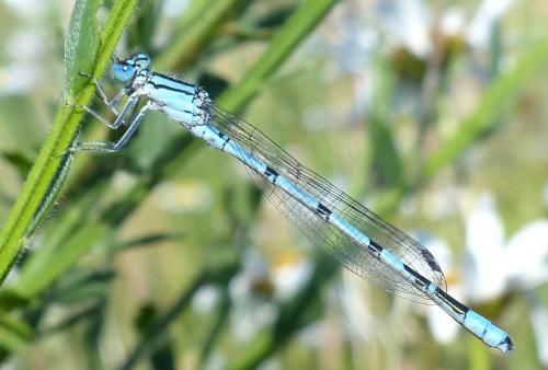 Réf. 206 224 : Enallagma cyathigerum