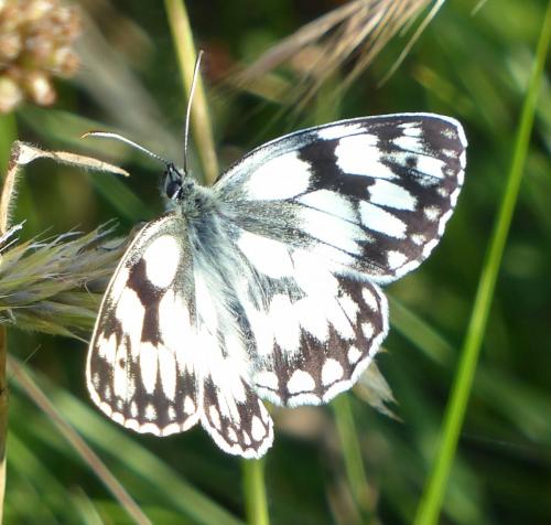 Réf. 206 210 : Melanargia galathea