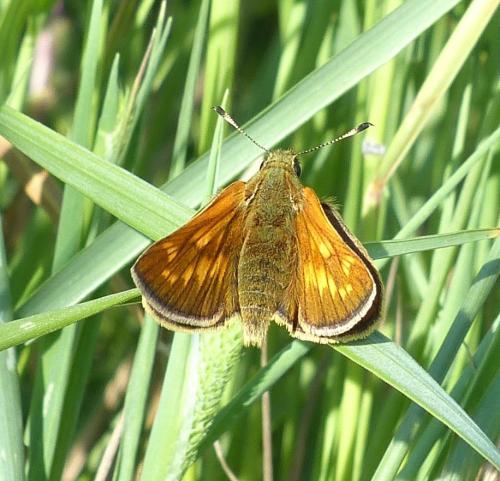 Ochlodes sylvanus
