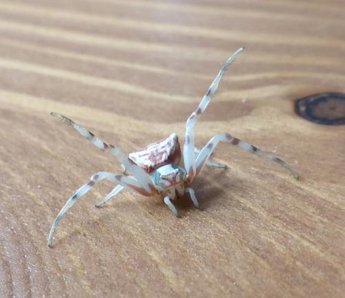 Réf. 206 260 : Thomisus onustus