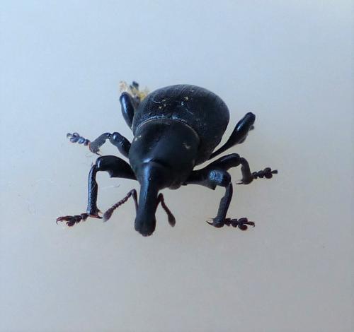 Liparus coronatus