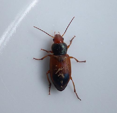 Réf. 206 447 : Diachromus germanus