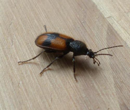 Panagaeus cruxmajor