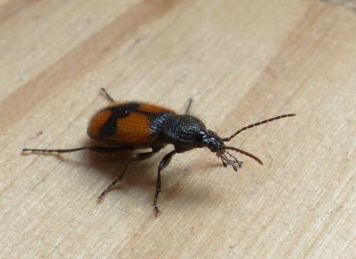 Panagaeus cruxmajor