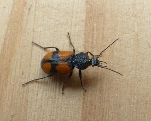 Panagaeus cruxmajor