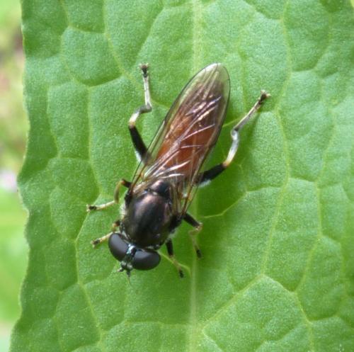 Réf. 206 885 : Xylota segnis