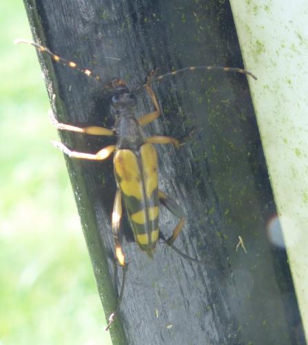 Rutpela maculata