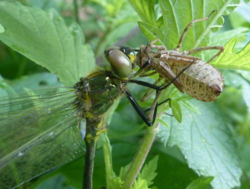Somatochlora metallica