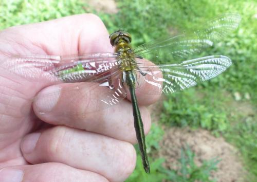 Somatochlora metallica
