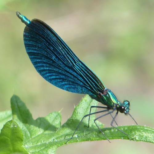 Calopteryx virgo