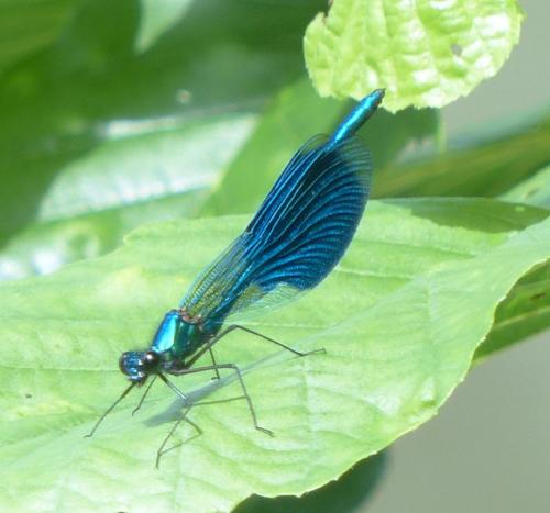 Réf. 206 903 : Calopteryx splendens