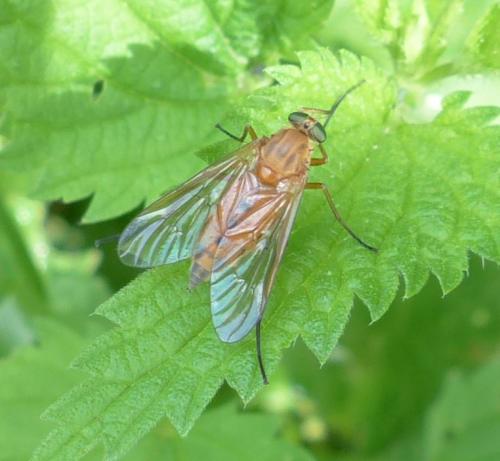 Rhagio tringarius