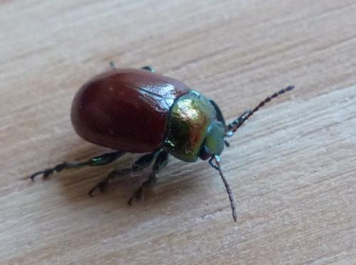Réf. 206 773 : Chrysolina polita