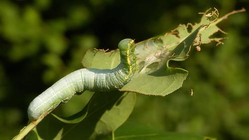 Drymonia ruficornis