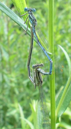 Platycnemis pennipes
