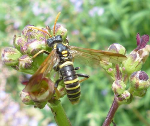 Réf. 206 879 : Tenthredo scrophulariae
