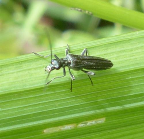 Réf. 206 882 : Oedemera sp.