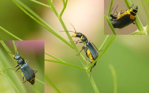 Réf. 206 576 : Clanoptilus elegans