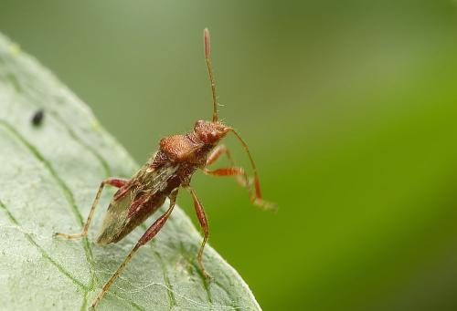 Rhopalus subrufus