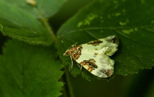 Réf. 206 896 : Plemyria rubiginata