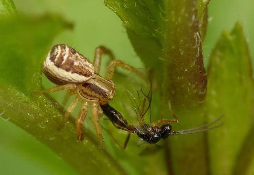 Réf. 206 930 : Xysticus ulmi