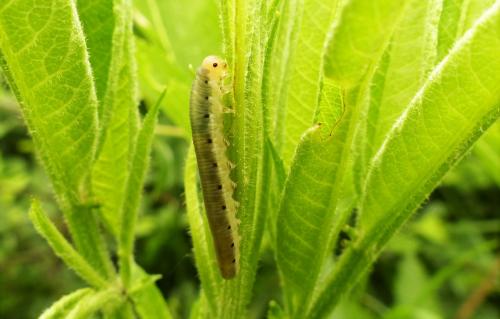 Réf. 206 350 : Macrophya sp.