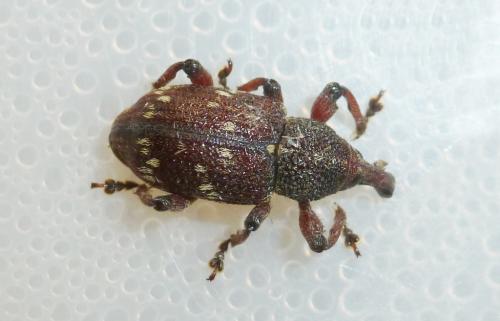 Hylobius transversovittatus