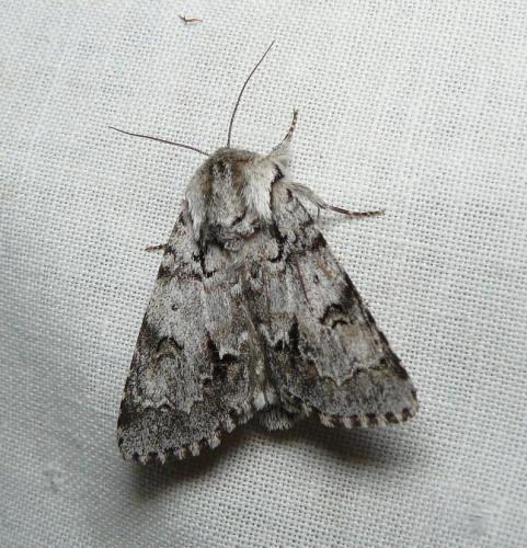 Réf. 206 390 : Acronicta menyanthidis