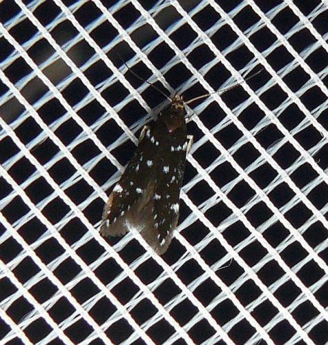 Argolamprotes micella