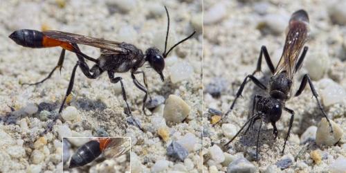 Ammophila pubescens