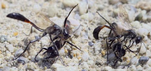 Ammophila pubescens