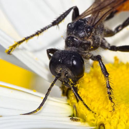 Podalonia affinis