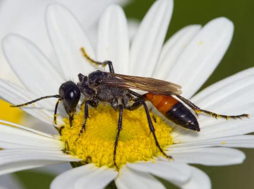 Podalonia affinis