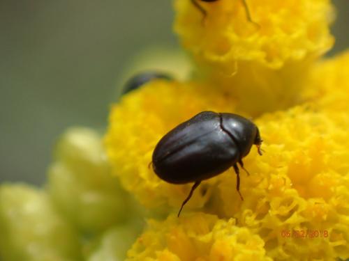 Réf. 206 544 : Orphilus sp.