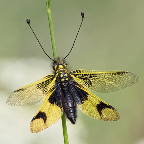 Libelloides longicornis
