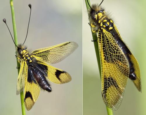 Libelloides longicornis