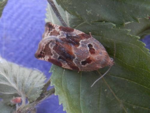 Réf. 206 565 : Archips xylosteana