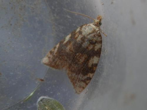 Réf. 206 369 : Aleimma loeflingiana