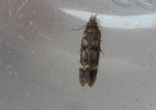 Réf. 206 448 : Bryotropha basaltinella