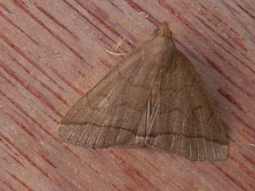 Herminia tarsipennalis