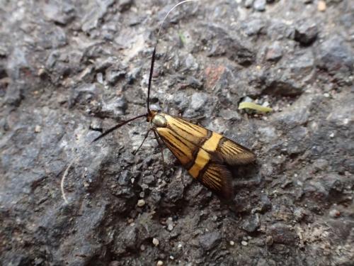 Réf. 206 871 : Nemophora degeerella