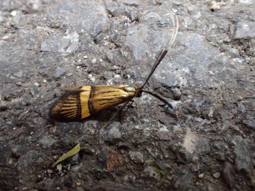 Réf. 206 870 : Nemophora degeerella