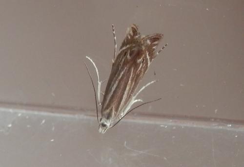 Réf. 206 999 : Isophrictis corsicella