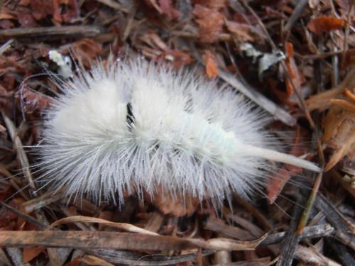 Réf. 206 794 : Calliteara pudibunda