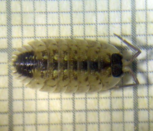 Porcellio spinicornis