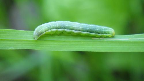 Réf. 206 125 : Orthosia gothica