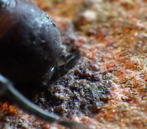 Réf. 206 035 : Atypus piceus