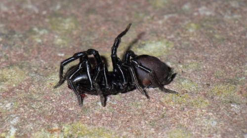 Réf. 206 031 : Atypus piceus